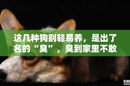這幾種狗別輕易養，是出了名的“臭”，臭到家里不敢來人 
