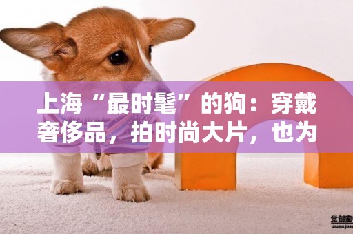 上海“最時髦”的狗：穿戴奢侈品，拍時尚大片，也為品牌帶貨 