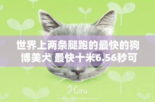 世界上兩條腿跑的最快的狗 博美犬 最快十米6.56秒可達 