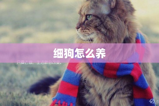 細狗怎么養