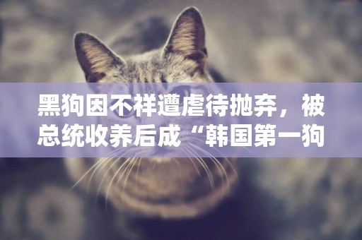 黑狗因不祥遭虐待拋棄，被總統收養后成“韓國第一狗” 