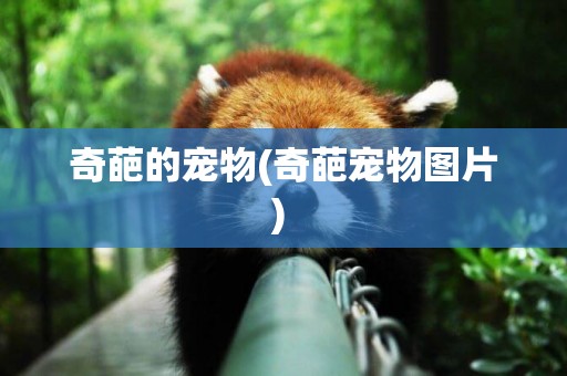奇葩的寵物(奇葩寵物圖片) 