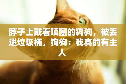 脖子上戴著項圈的狗狗，被丟進垃圾桶，狗狗：我真的有主人 