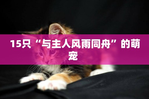 15只“與主人風雨同舟”的萌寵 