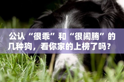 公認“很乖”和“很鬧騰”的幾種狗，看你家的上榜了嗎？ 