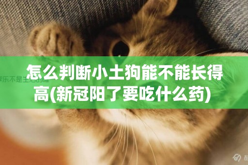 怎么判斷小土狗能不能長得高(新冠陽了要吃什么藥) 