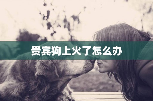 貴賓狗上火了怎么辦