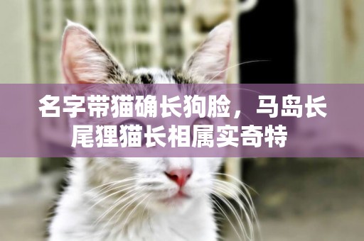名字帶貓確長狗臉，馬島長尾貍貓長相屬實奇特 