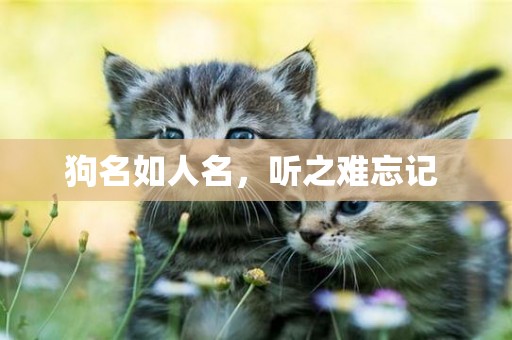 狗名如人名，聽之難忘記 