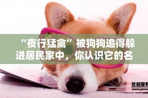 “夜行猛禽”被狗狗追得躲進居民家中，你認識它的名字么？ 