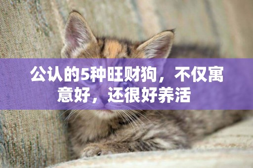 公認的5種旺財狗，不僅寓意好，還很好養活 