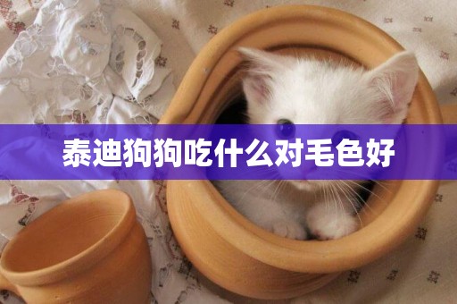 泰迪狗狗吃什么對毛色好