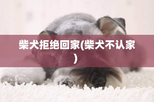 柴犬拒絕回家(柴犬不認家) 
