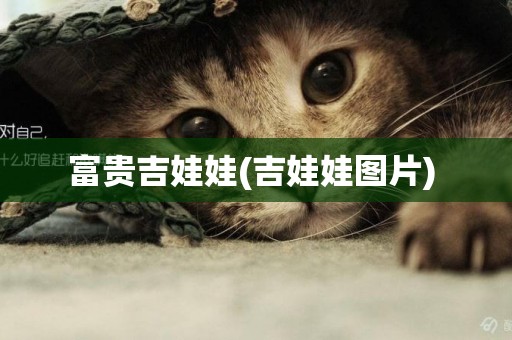 富貴吉娃娃(吉娃娃圖片) 