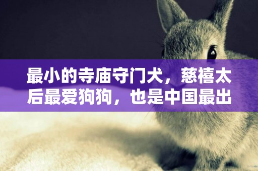 最小的寺廟守門犬，慈禧太后最愛狗狗，也是中國最出名的本土狗狗 
