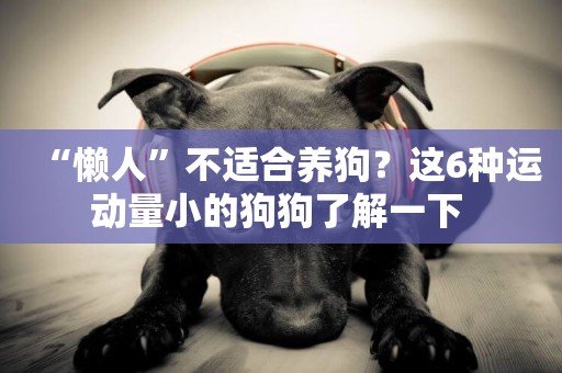 “懶人”不適合養狗？這6種運動量小的狗狗了解一下 
