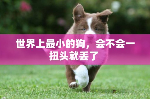 世界上最小的狗，會不會一扭頭就丟了 