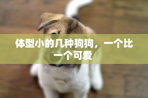 體型小的幾種狗狗，一個比一個可愛 