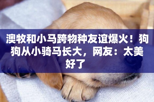 澳牧和小馬跨物種友誼爆火！狗狗從小騎馬長大，網友：太美好了 