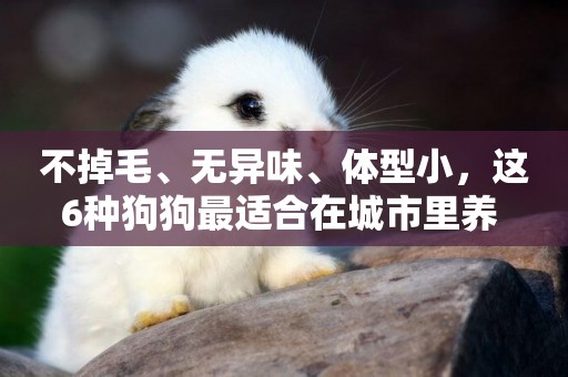 不掉毛、無異味、體型小，這6種狗狗最適合在城市里養 