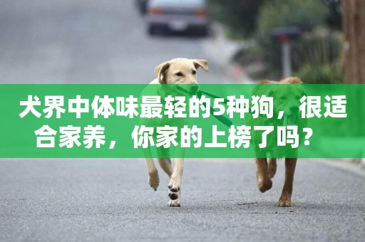 犬界中體味最輕的5種狗，很適合家養，你家的上榜了嗎？ 