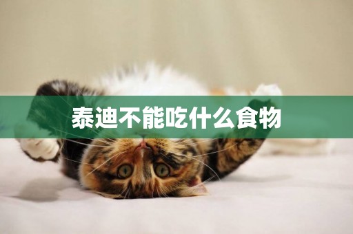 泰迪不能吃什么食物