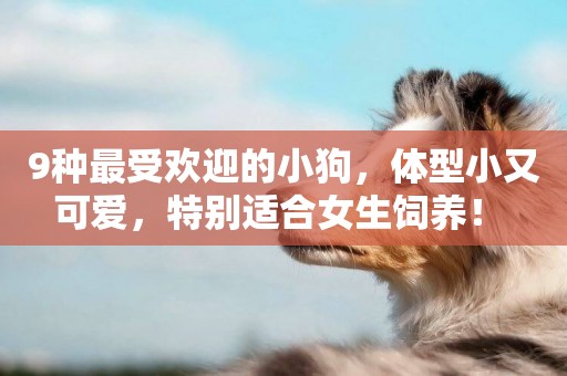 9種最受歡迎的小狗，體型小又可愛，特別適合女生飼養！ 