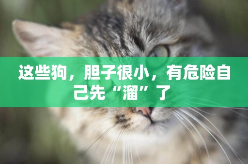 這些狗，膽子很小，有危險自己先“溜”了 