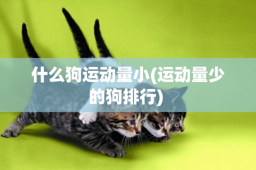 什么狗運動量小(運動量少的狗排行) 