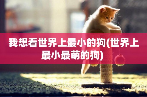 我想看世界上最小的狗(世界上最小最萌的狗) 
