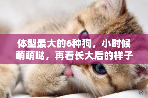 體型最大的6種狗，小時候萌萌噠，再看長大后的樣子你還敢養嗎？ 