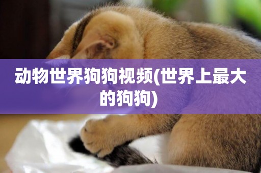 動物世界狗狗視頻(世界上最大的狗狗) 