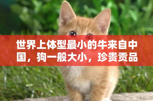 世界上體型最小的牛來自中國，狗一般大小，珍貴貢品，吃過都說好 