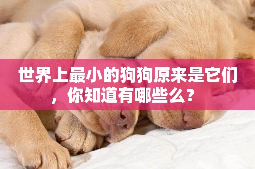世界上最小的狗狗原來是它們，你知道有哪些么？ 