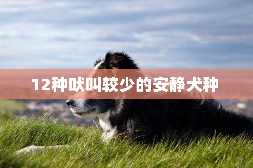 12種吠叫較少的安靜犬種 