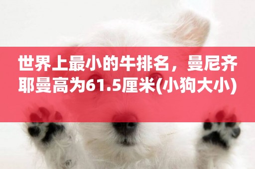 世界上最小的牛排名，曼尼齊耶曼高為61.5厘米(小狗大小) 