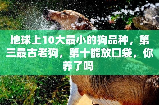 地球上10大最小的狗品種，第三最古老狗，第十能放口袋，你養了嗎 