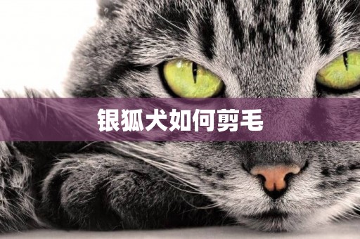 銀狐犬如何剪毛