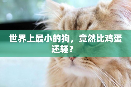 世界上最小的狗，竟然比雞蛋還輕？ 