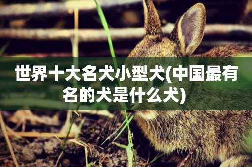 世界十大名犬小型犬(中國最有名的犬是什么犬) 