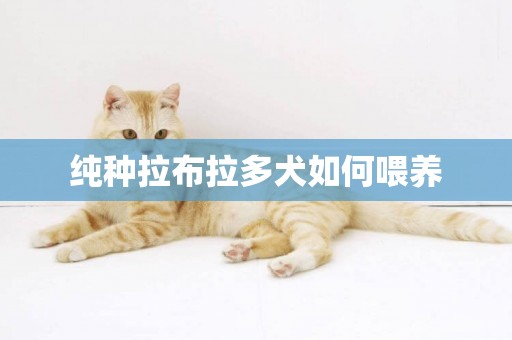 純種拉布拉多犬如何喂養