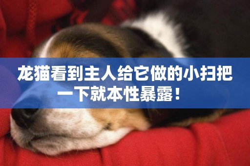 龍貓看到主人給它做的小掃把一下就本性暴露！ 