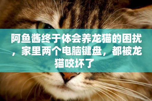阿魚醬終于體會養龍貓的困擾,家里兩個電腦鍵盤,都被龍貓咬壞了 阿魚醬終于體會養龍貓的困擾,家里兩個電腦鍵盤,都被龍貓咬壞了