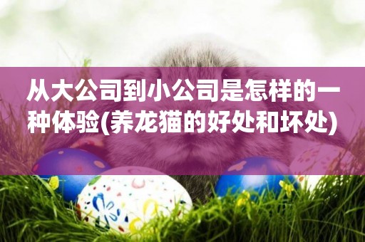 從大公司到小公司是怎樣的一種體驗(養龍貓的好處和壞處) 