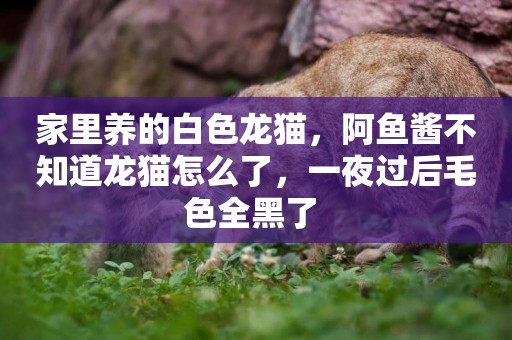 家里養的白色龍貓,阿魚醬不知道龍貓怎么了,一夜過后毛色全黑了 家里養的白色龍貓,阿魚醬不知道龍貓怎么了,一夜過后毛色全黑了