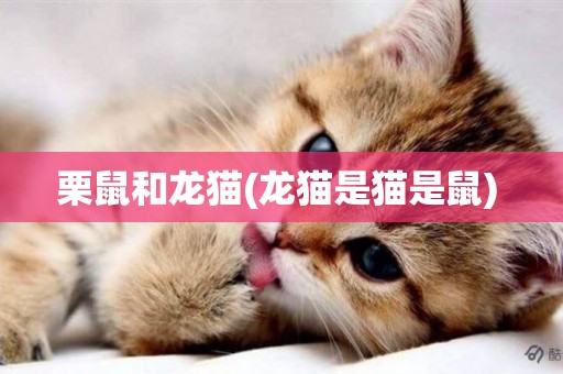 栗鼠和龍貓(龍貓是貓是鼠) 
