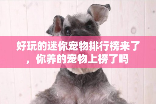 好玩的迷你寵物排行榜來了，你養的寵物上榜了嗎 