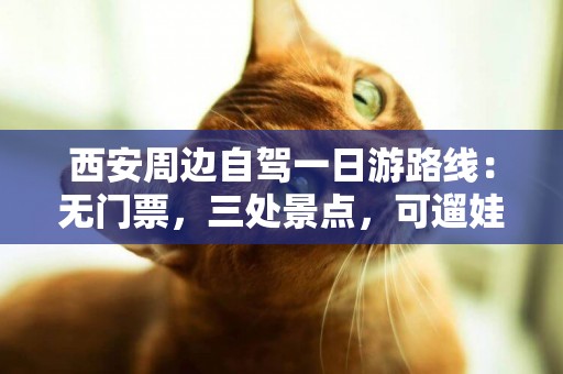 西安周邊自駕一日游路線：無門票，三處景點，可遛娃賞花放風箏 