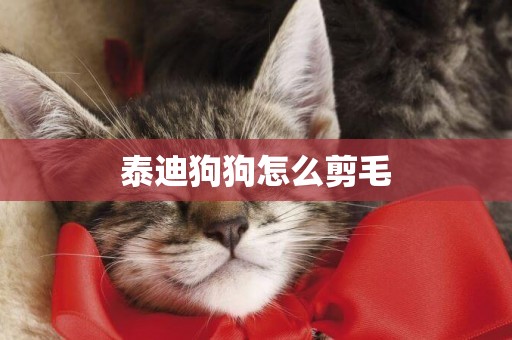 泰迪狗狗怎么剪毛