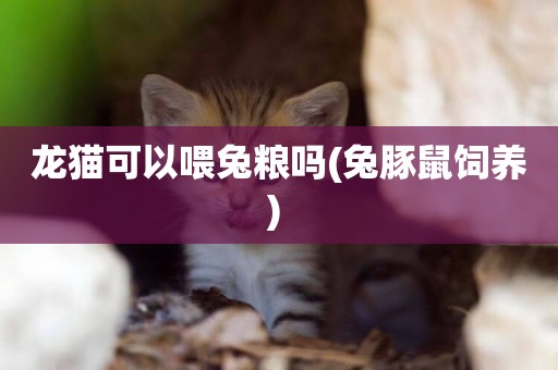 龍貓可以喂兔糧嗎(兔豚鼠飼養) 